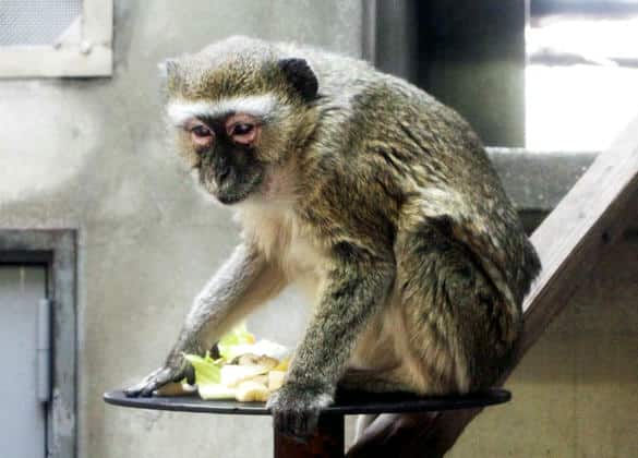 動物図鑑・マルブラウクモンキー